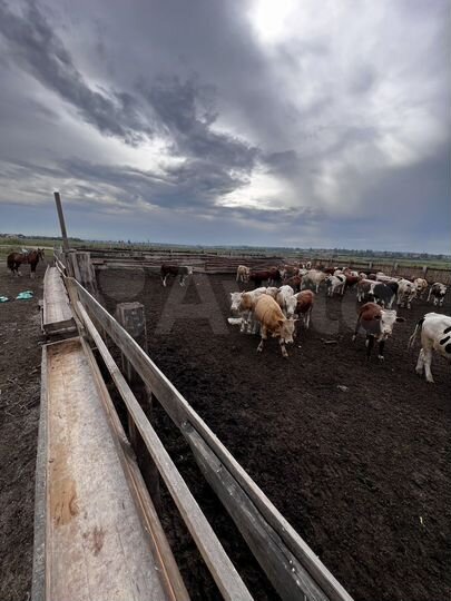 Дача 50 м² на участке 16 сот.