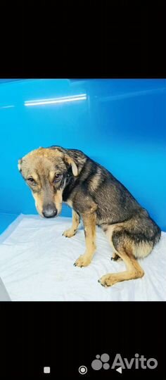 Молодой пёсик ищет добрые руки