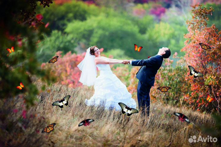 Салют из 20 Живых Тропических Бабочек с/б-16