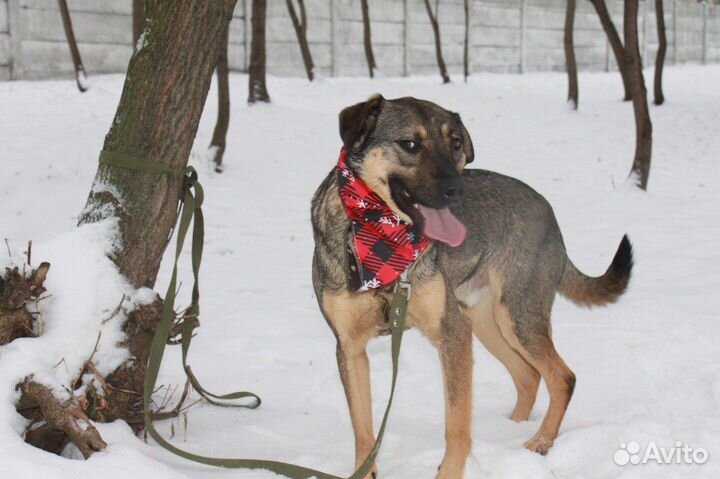 Лукас-самый лучший песик ищет дом