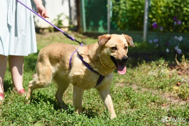 Снежке очень нужен дом