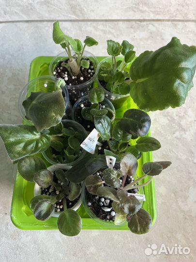 Набор деток и листов фиалок