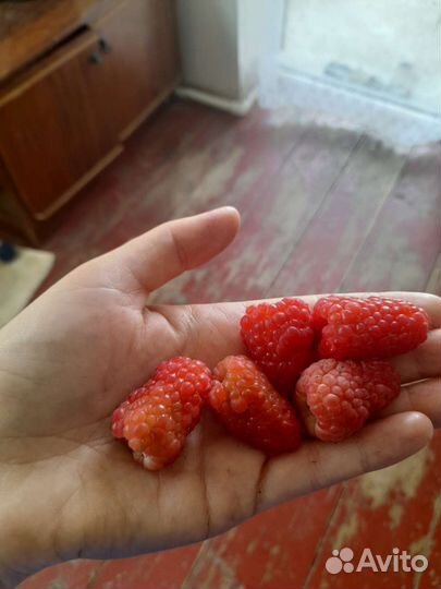 Саженец малины