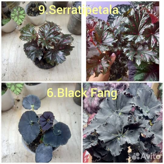 Бегония декоративнолиственная сортовая