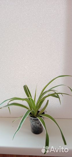 Хлорофитум Лаксум