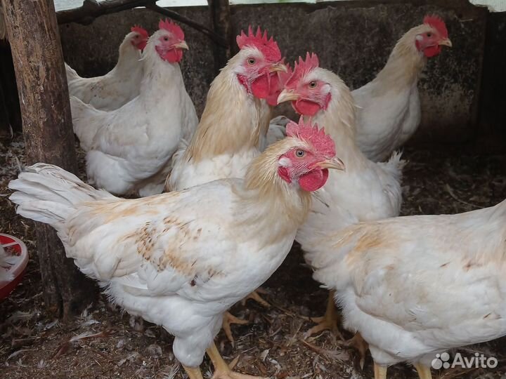 Петушки молодые