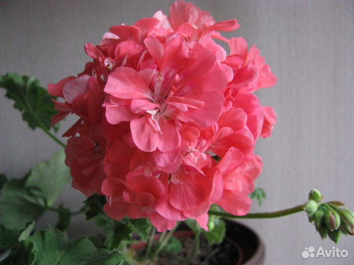 Пеларгония сортовая