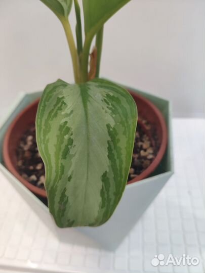 Аглаонема Сильвер Бей