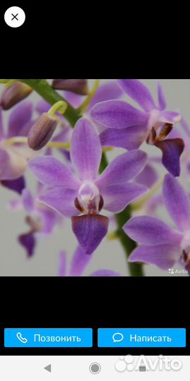 Орхидея мини