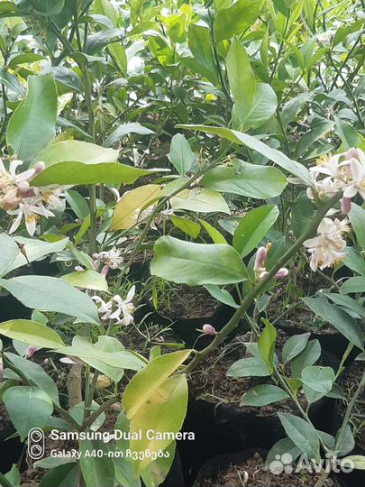 Комнатные растения