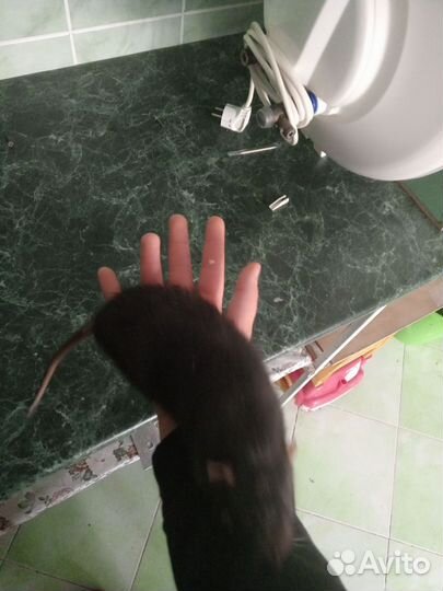 Крыса Дамбо чёрный