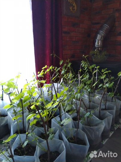 Саженцы винограда