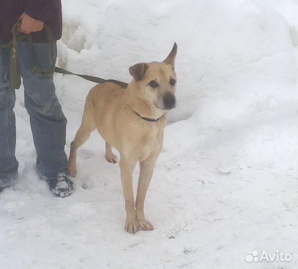 Малыш Ронни