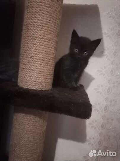 Котята в добрые руки мальчики