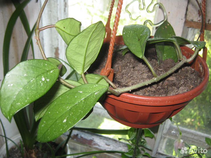 Хойя карноза
