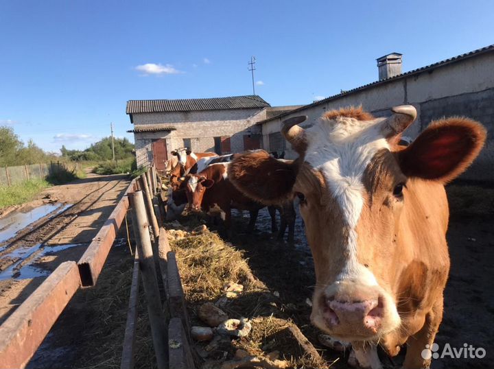 Животноводческая ферма