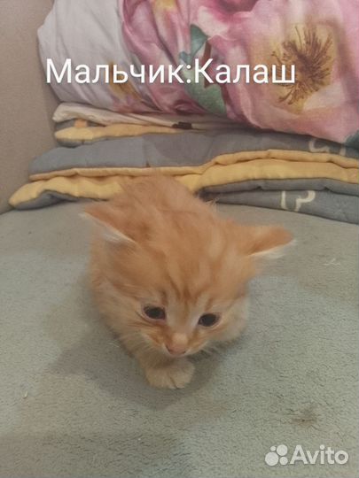 Котята
