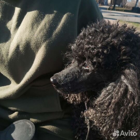 Вязка карликового пуделя