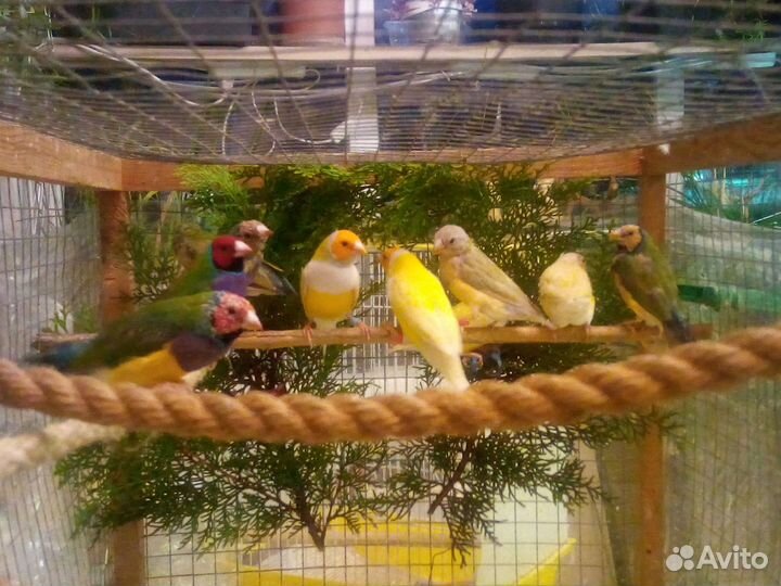 Амадины гульда