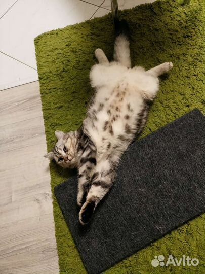 Шотландский кот вязка