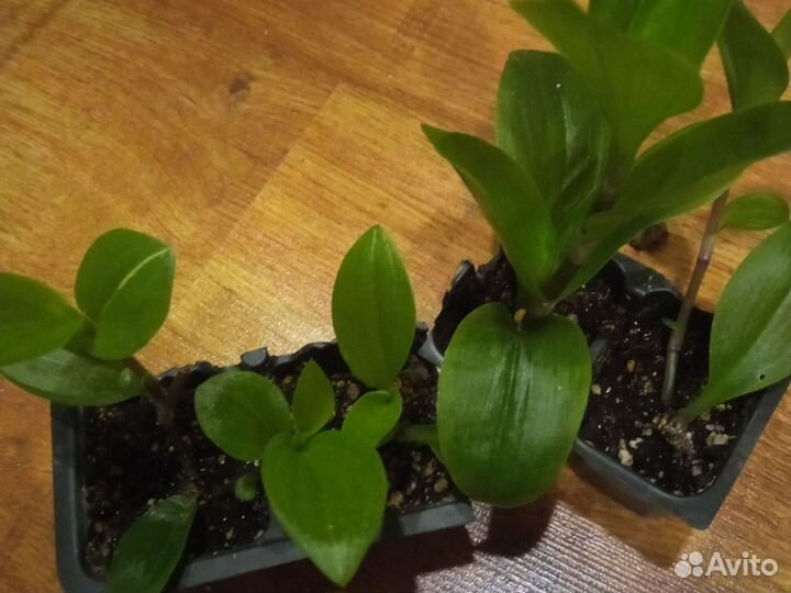 Традесканция