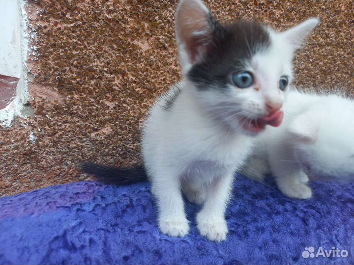 Котята бесплатно