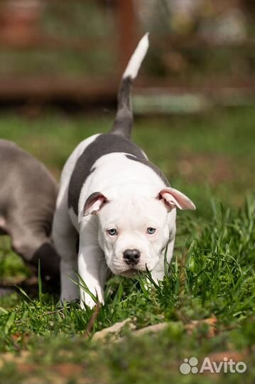 Американский булли классик