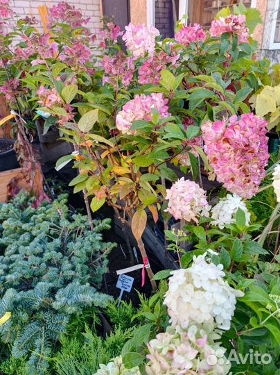 Гортензии на штамбе