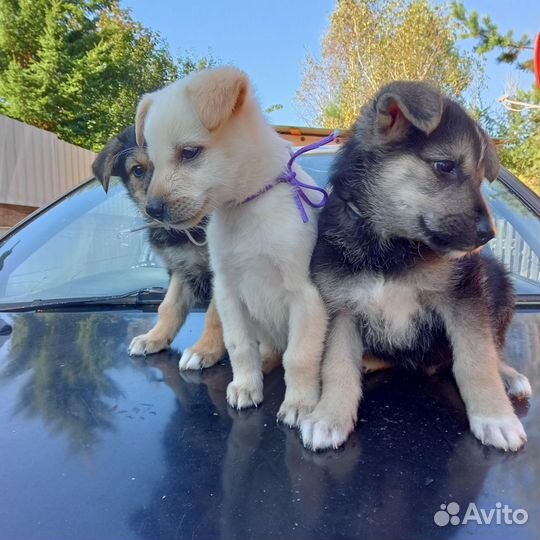 Щенки лайки
