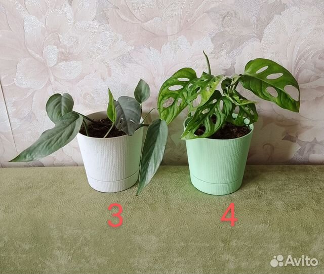 Комнатные растения разные