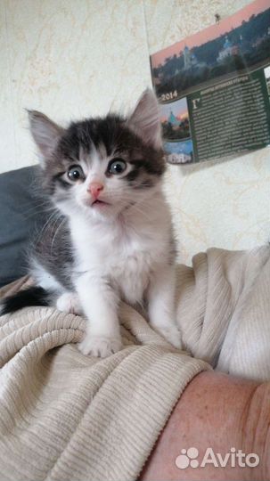 Котята 2.5 месяца в дар