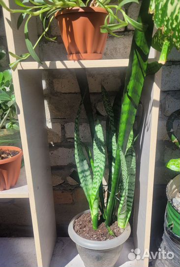 Комнатные цветы