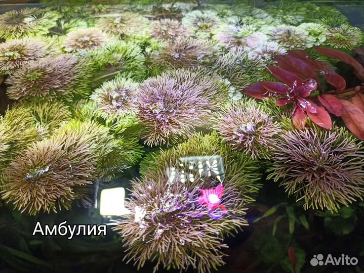 Растения для Аквариума продам