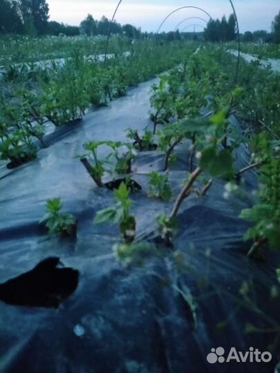 Саженцы черной смородины