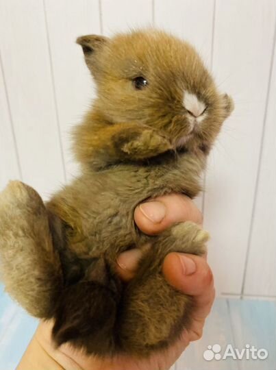 Декоративные кролики