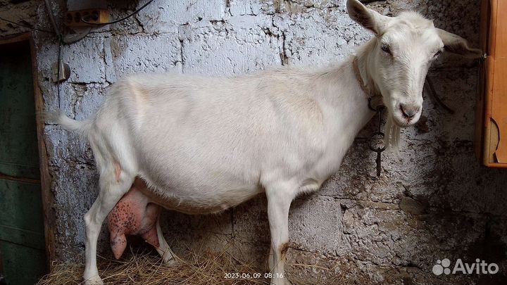 Дойная коза