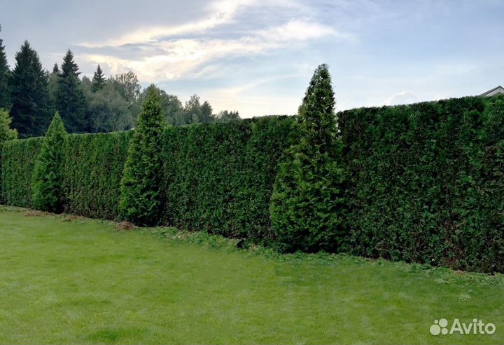 Туя для изгороди