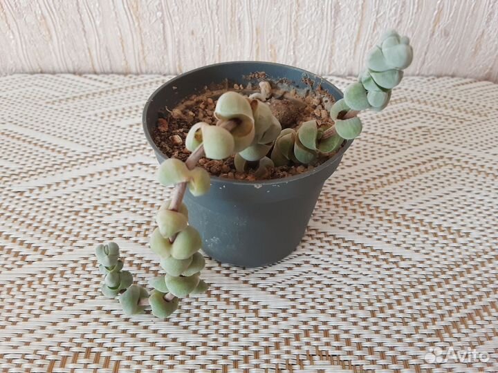 Суккуленты редкие и не очень