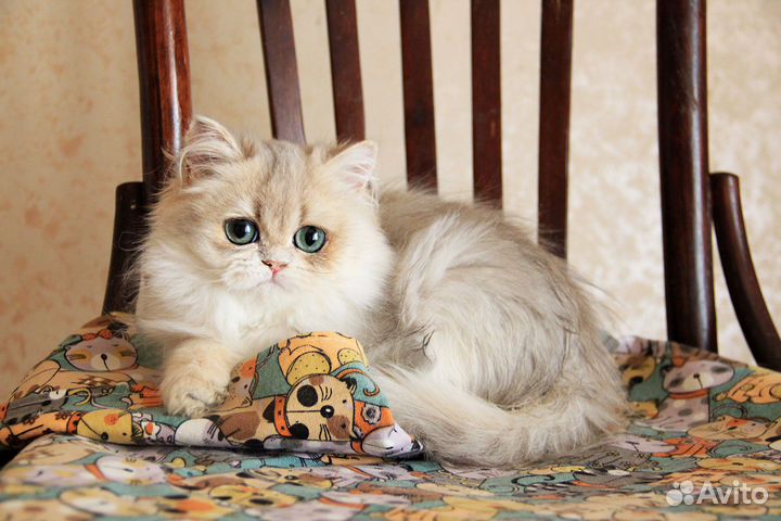 Голубая золотистая затушёванная кошка