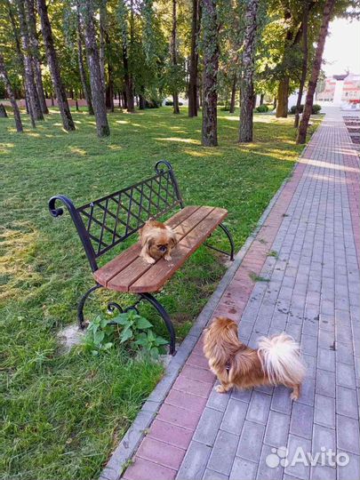 Щенки пекинеса