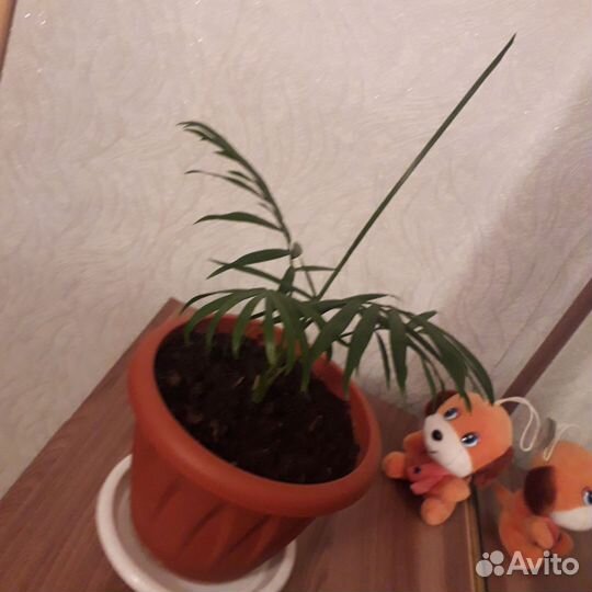 Пальма хамедорея