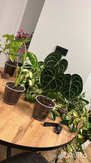 Антуриум кларинервиум