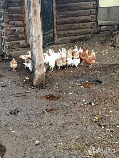 Куры несушки