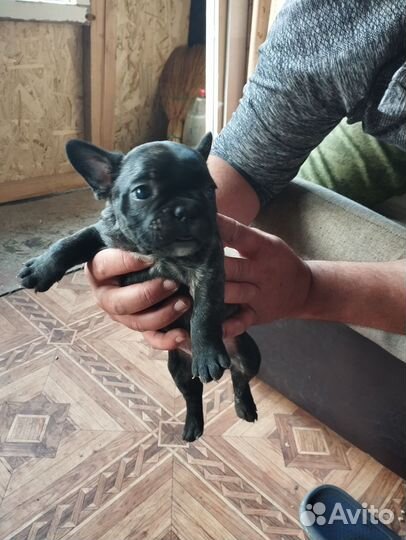 Французский бульдог щенки