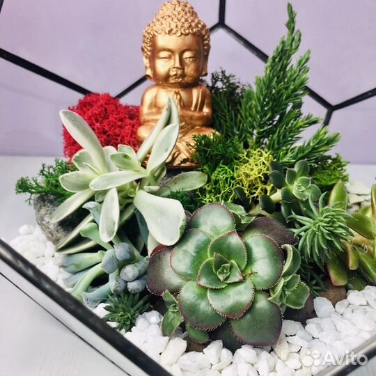 Флорариум с живыми растениями