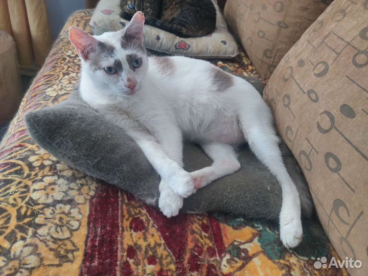 Красавчик ищет хозяев