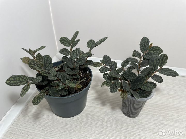 Комнатные растения цветы