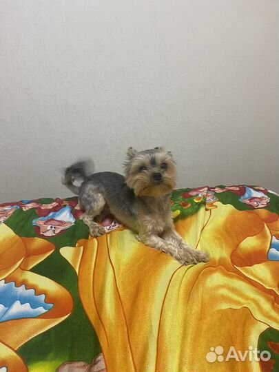 Йоркширский терьер мини