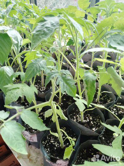Рассада овощей