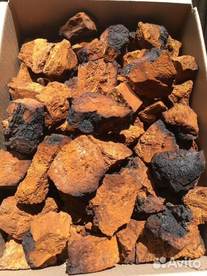 Чага для чая Лечебная целебная отвар